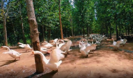 致富经养鹅视频,鹅业养殖，开启财富之门